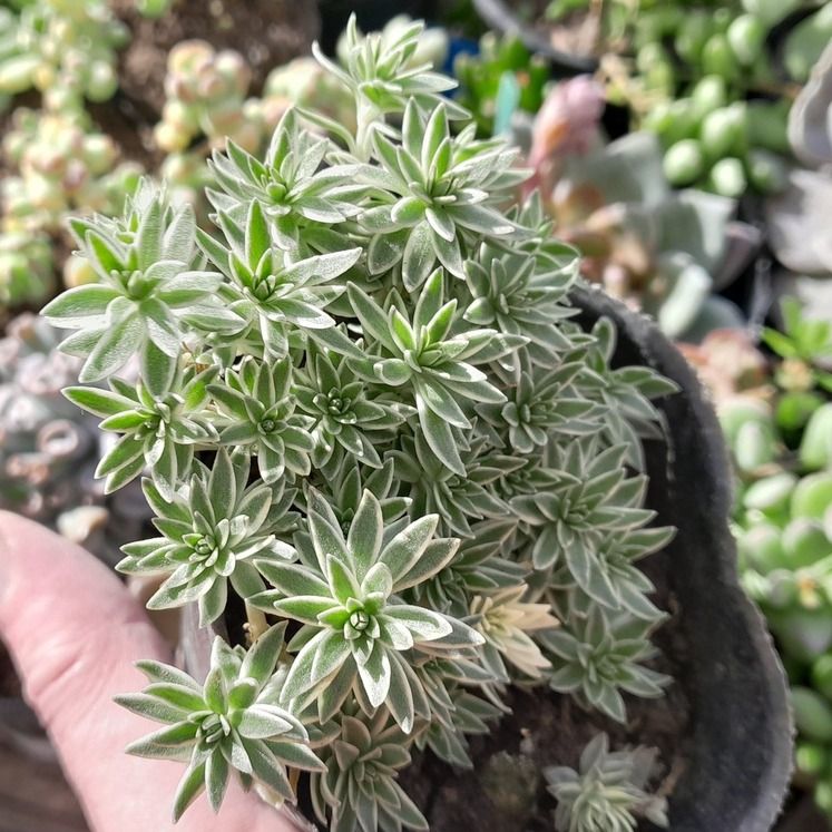 Sedum lineare