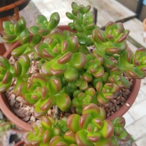 Sedum lucidum