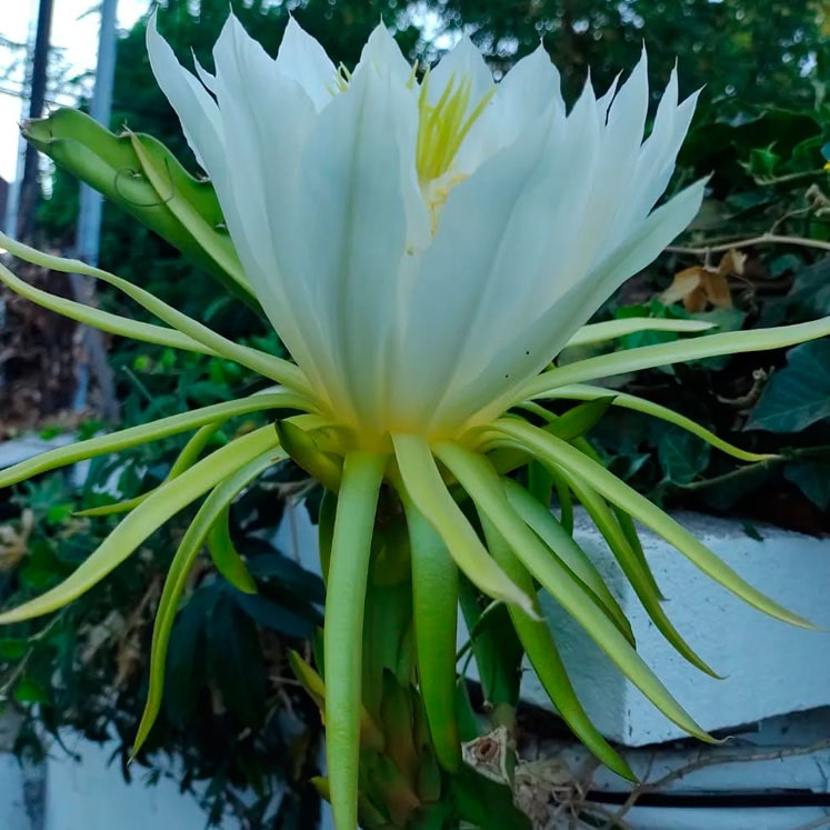 Selenicereus undatus