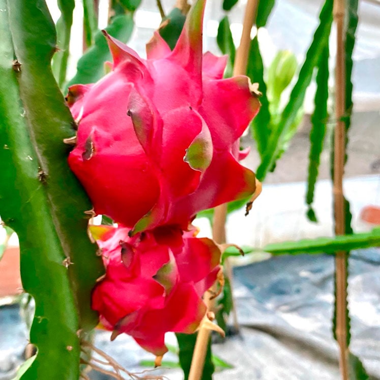 Fotos de pitahaya