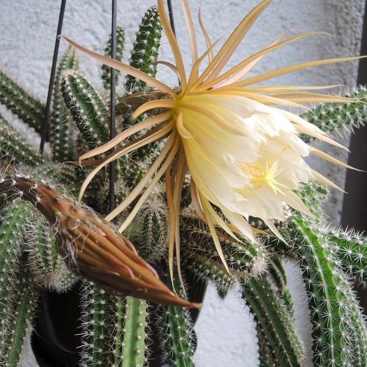 Selenicereus validus