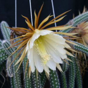 Selenicereus validus