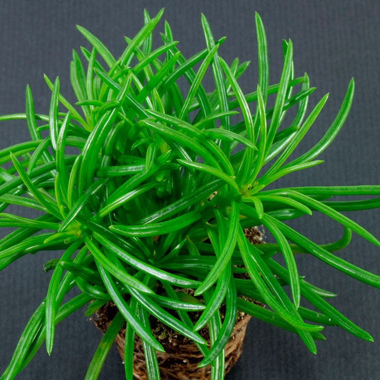 Senecio Barbertonicus