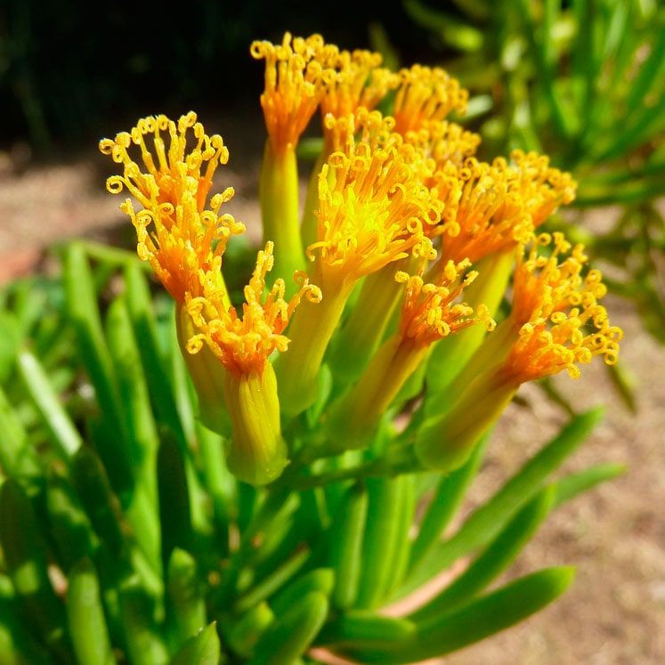 Senecio Barbertonicus