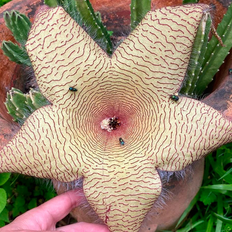 Stapelia Gigantea