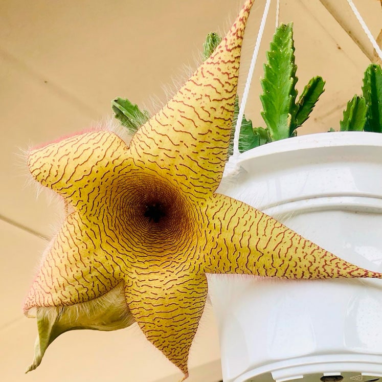 Stapelia Gigantea