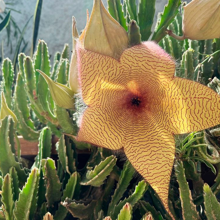 Stapelia Gigantea
