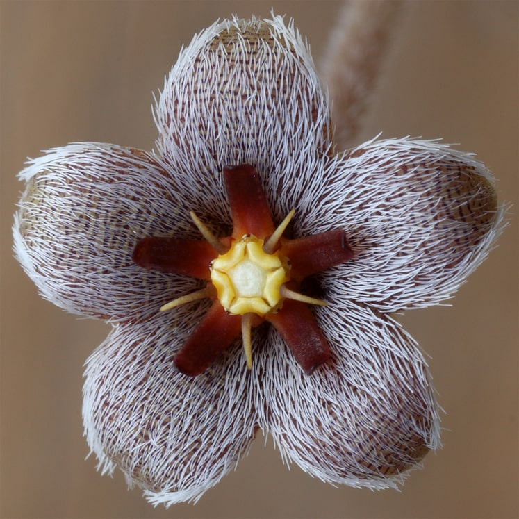 Stapelia erectiflora