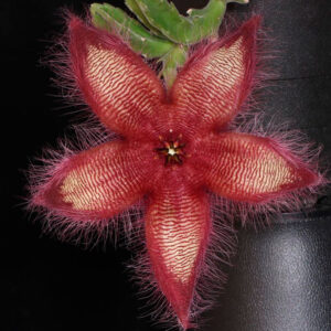 Stapelia gettliffei