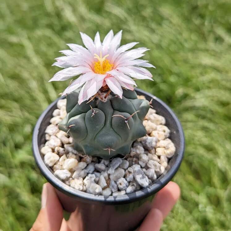 Thelocactus rinconensis