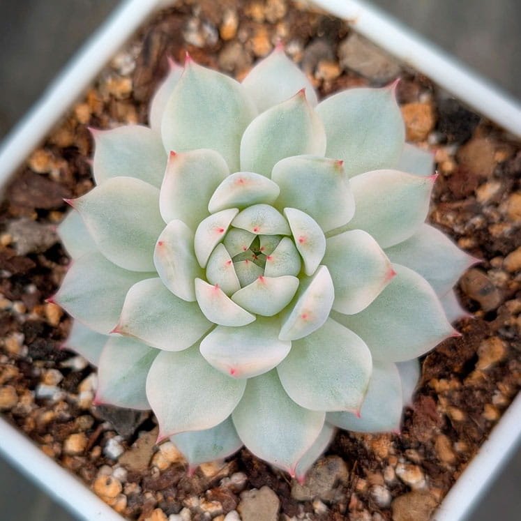 Tippy Variegata