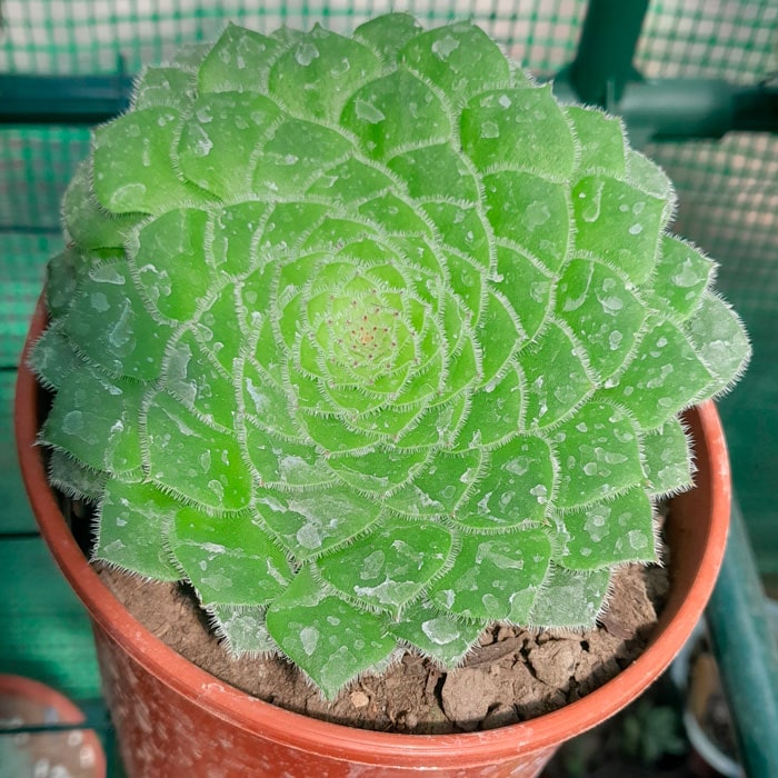Aeonium Tabuliforme
