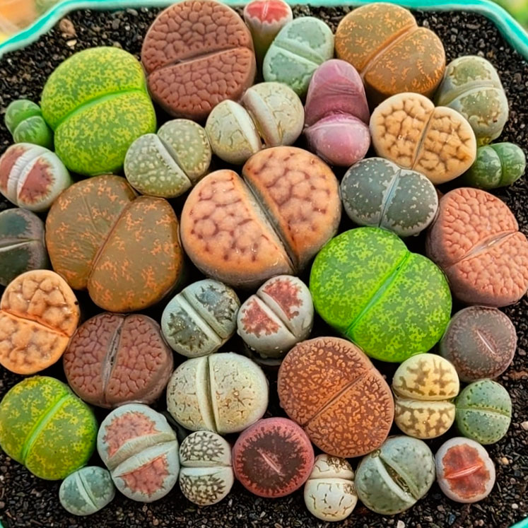 como cultivar lithops