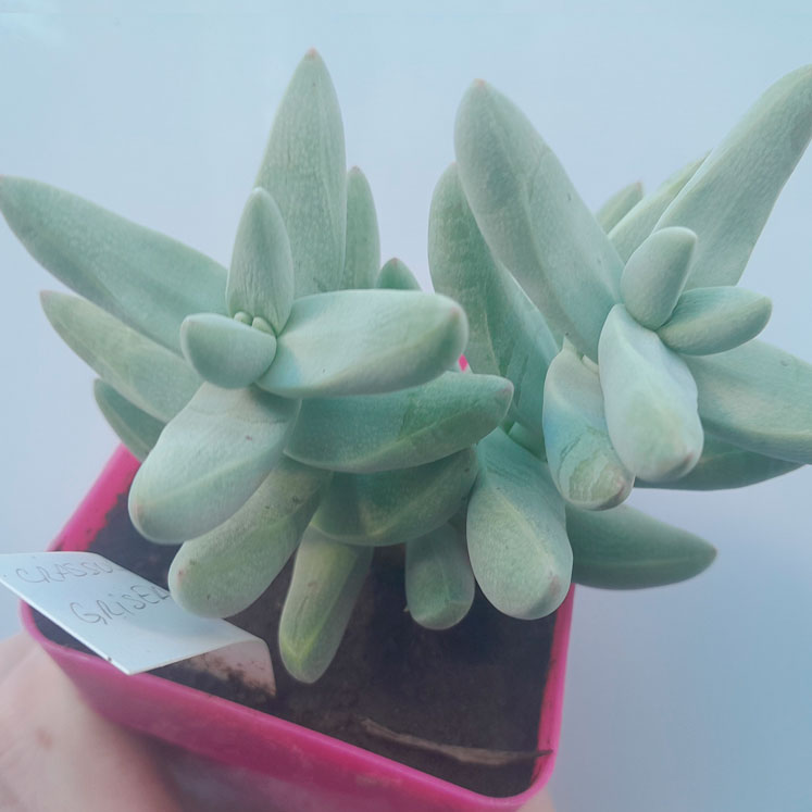 Crassula grisea