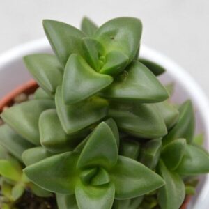 Crassula Talisman