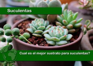 Cual es el mejor sustrato para suculentas