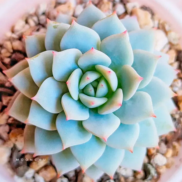 echeveria tippy