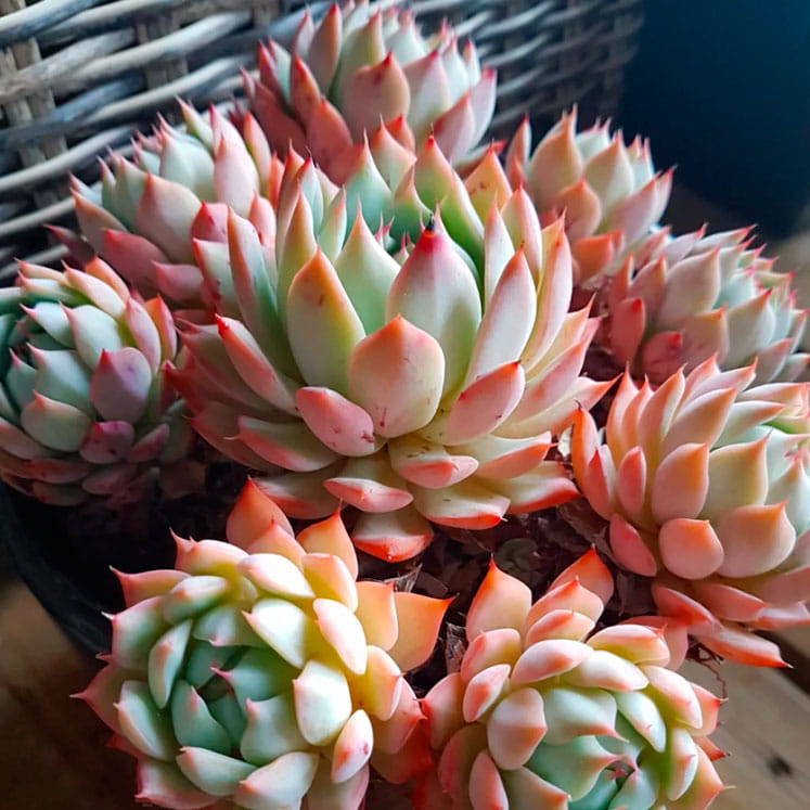 Echeveria Tippy