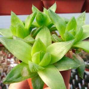 haworthia cymbiformis