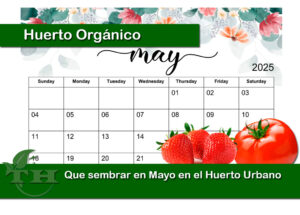 que sembrar en mayo en el huerto organico
