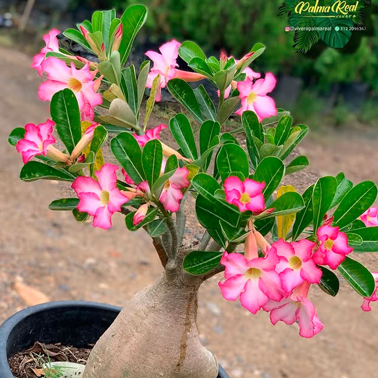 Rosa del desierto