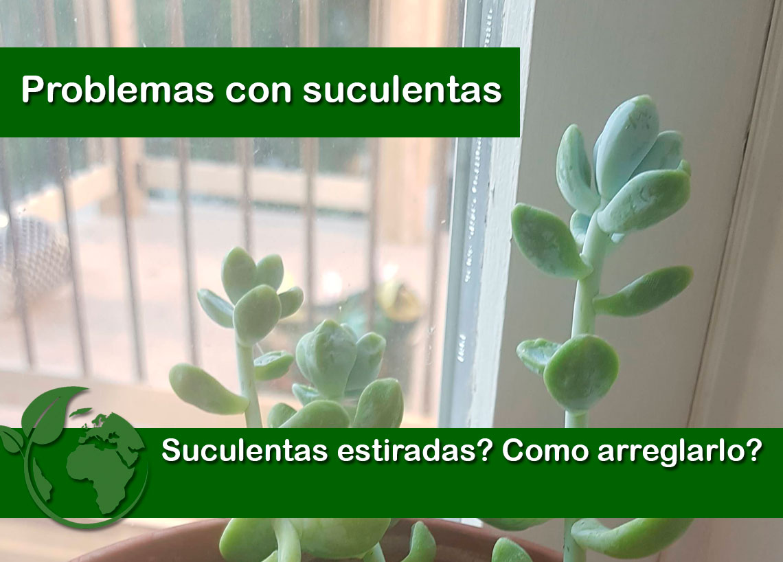 suculentas estiradas